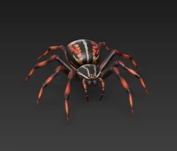 spider