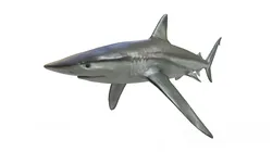 Blue Shark