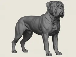 Bullmastiff Dog 3D Print Model in Animals 640563