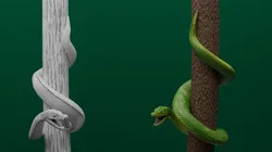 Green python