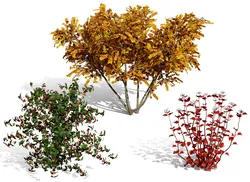 North American Shrubs