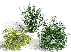 North American Shrubs
