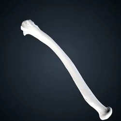 Pan troglodytes: Radius Left
