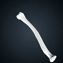 Pan troglodytes: Radius Right