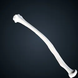 Pan troglodytes troglodytes: Radius Left