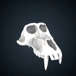 Papio anubis: Cranium