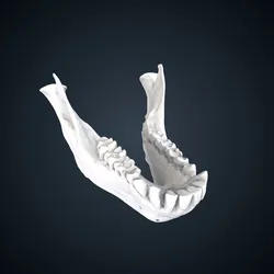 Papio anubis: Mandible