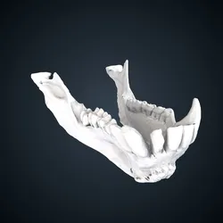 Papio hamadryas: Mandible