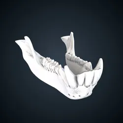 Papio papio: Mandible