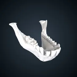Papio papio: Mandible