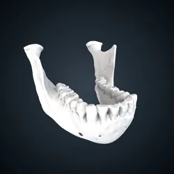 Pongo pygmaeus: mandible