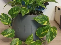 pot pothos - Free 3D Print Model