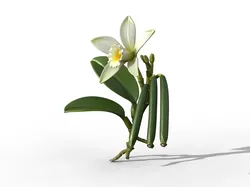Vanilla Orchid