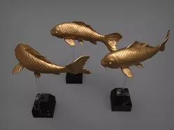Carp Fancy