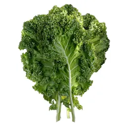 Kale leaf