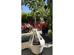 Potted Tree Support