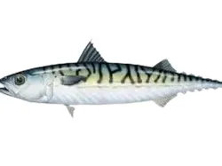 señuelo de pesca mackrow - Modelo de impresión 3D gratuito