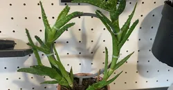 Garden Plant Support – Plant Support Hoops