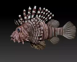 Lionfish fish