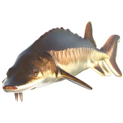 Atlantic Sturgeon fish