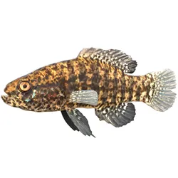 Banded Pygmy Sunfish