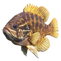 Banded Sunfish