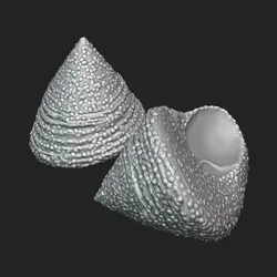 Calliostoma Shell - Sea Shell Model