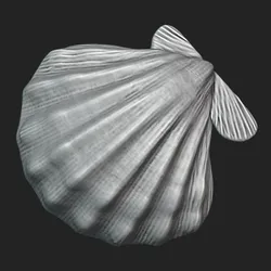 Giant Lion’s Paw Shell - 3D Printable Seashell Model