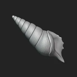 Tibia Seashell - STL for 3D Printing