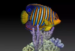 Angelfish Regal  Pygoplites diacanthus