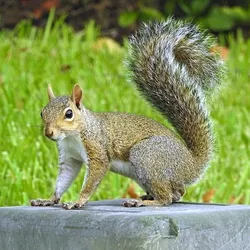 BB Squirrel