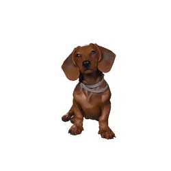 Dachshund