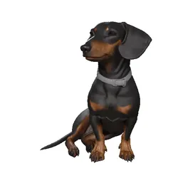 Dachshund
