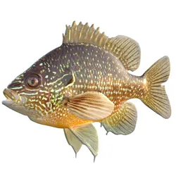 Dollar Sunfish
