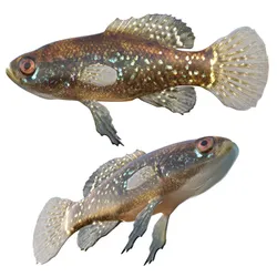 Everglades Pygmy Sunfish