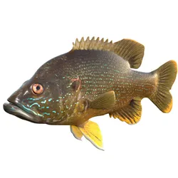 Green Sunfish
