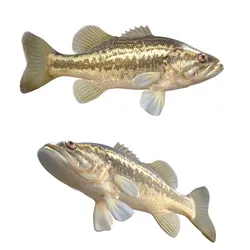 Largemouth Bass fish