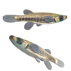 Lined Topminnow fish