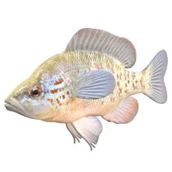 Orangespotted Sunfish