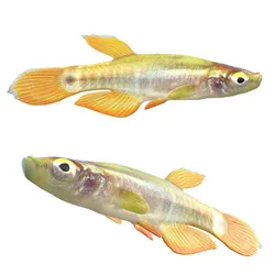 Pygmy Killifish