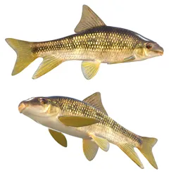 Sharpfin Chubsucker fish