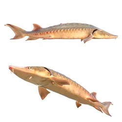 Shortnose Sturgeon fish