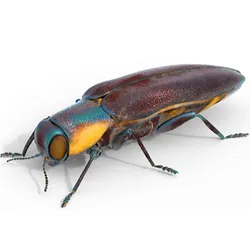 Agrilus cyanescens beetle