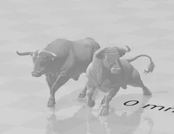 bulls