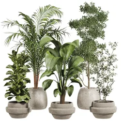 Indoor potted plants set