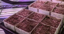 Six Pot