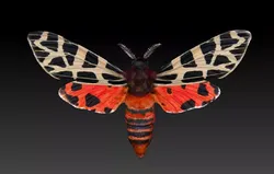 Night butterfly moth