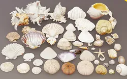 Realistic Shell Collection