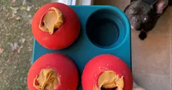 Kong Dog Toy Freezer Tray (Large Kong)