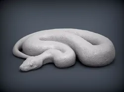 Ball Pythons
